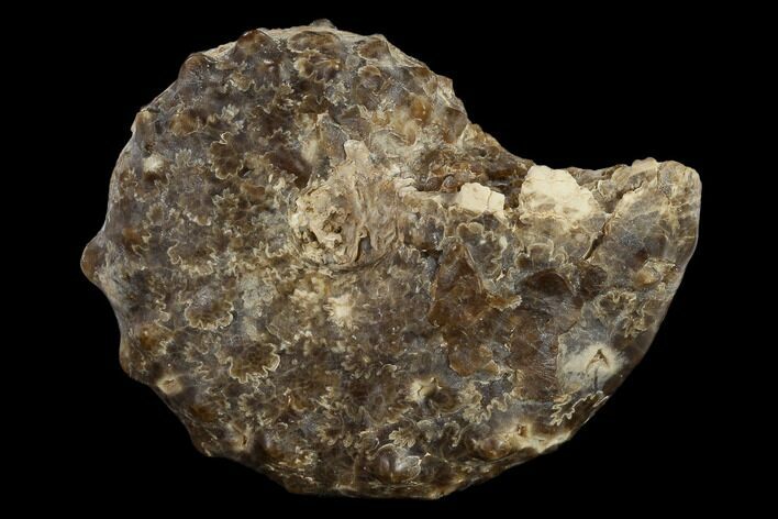 Fossil Ammonite (Mammites) - Goulmima, Morocco #119411